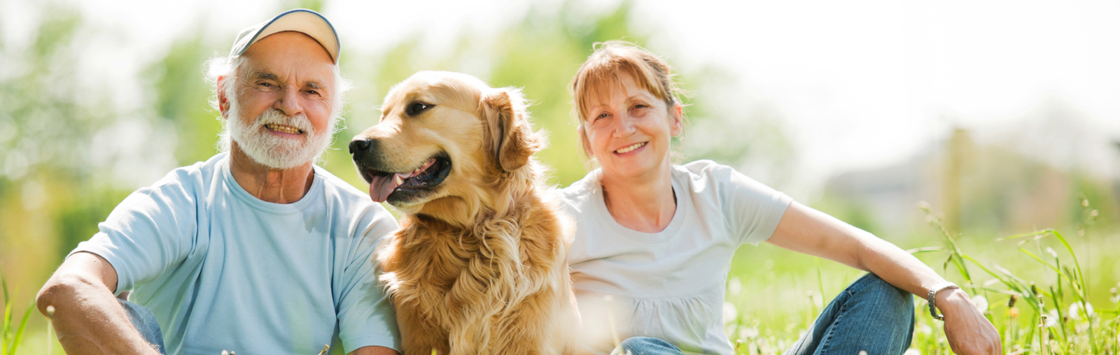  Work with your dog   to improve its behavior